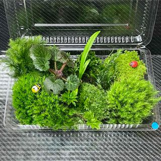 天然苔　こけ　植物詰め合わせ！カサゴケ　カモジゴケ　ヒノキゴケ等 lb(その他)