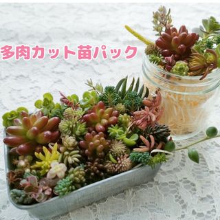 3　多肉植物 カット苗 詰め合わせ(その他)