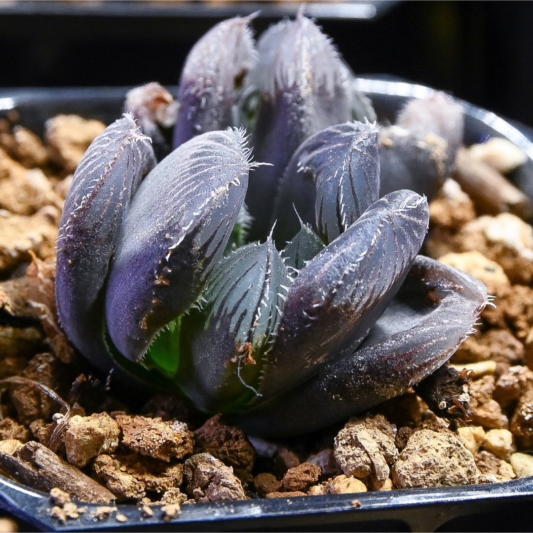 多肉植物 ハオルチア 赤線オブツーサ錦 花、園芸 多肉植物 ハオルチア 赤線オブツーサ錦 花、園芸
