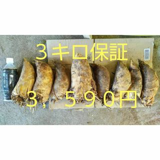 熊本県産　早掘り　筍（タケノコ）　中・大サイズ　３キロ保証(野菜)