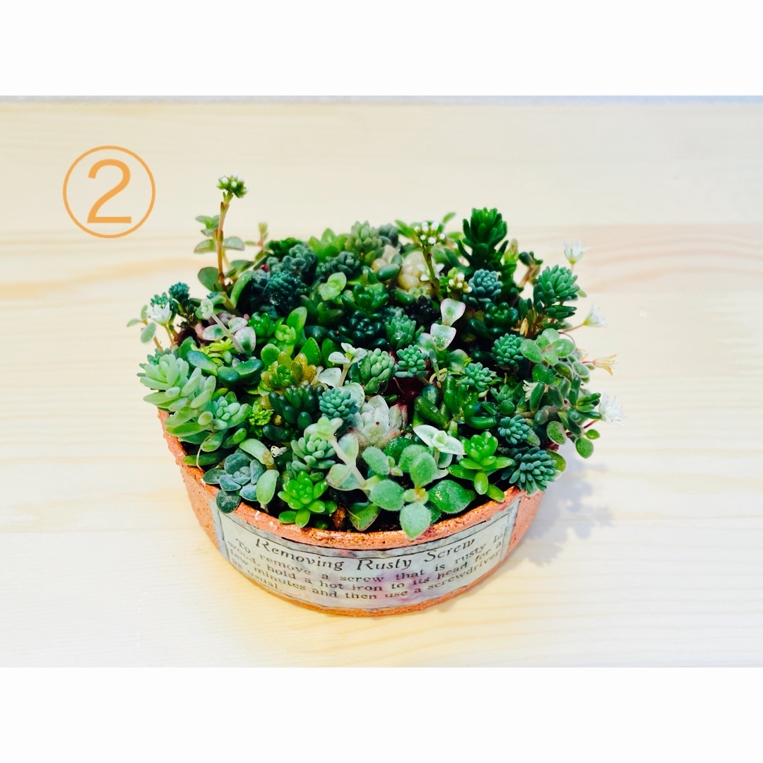 【送料込み】多肉植物　寄せ植え　リメ缶 ハンドメイドのフラワー/ガーデン(その他)の商品写真