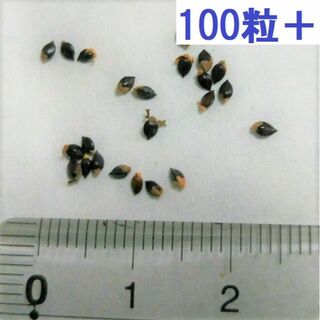 蓼藍（タデアイ） 種子100粒+　2023年採種(その他)