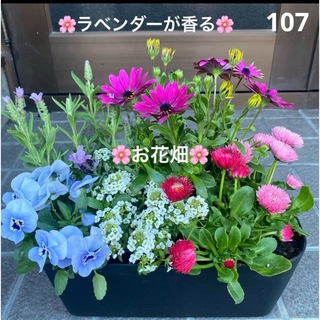 107☆お花の有る暮らし☆癒しの寄せ植え　花☆初心者様向き☆☆苗(プランター)