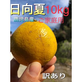 日向夏　訳あり　傷あり　鹿児島産　10kg(フルーツ)