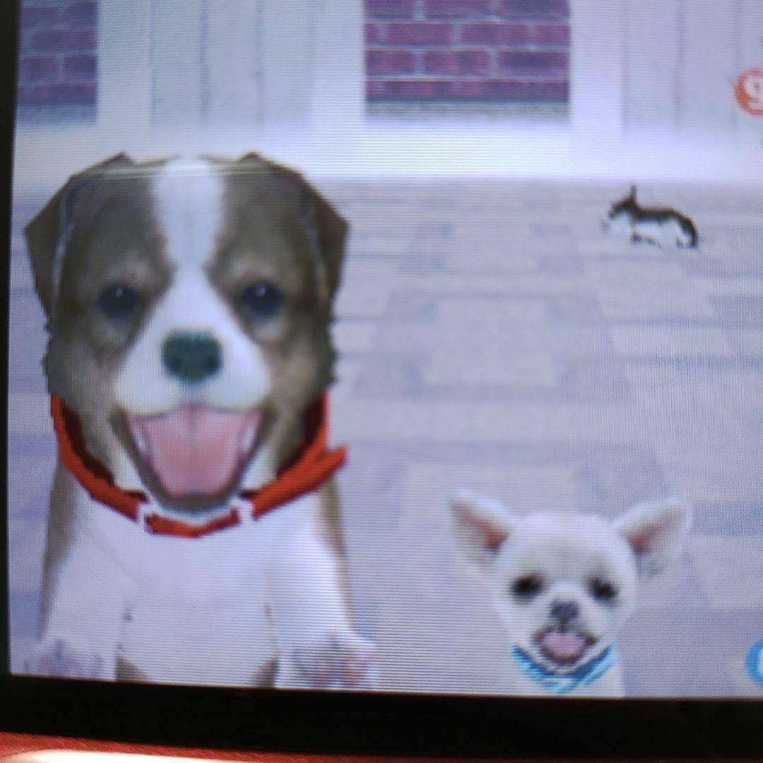 ニンテンドーDS(ニンテンドーDS)のnintendogs チワワ＆フレンズ エンタメ/ホビーのゲームソフト/ゲーム機本体(携帯用ゲームソフト)の商品写真