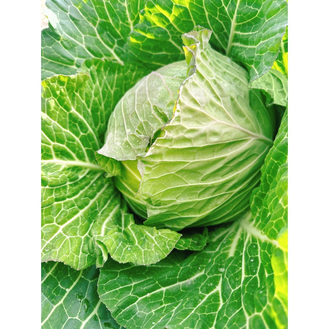 3月3日発送‼️新鮮お野菜セット‼️ 食品/飲料/酒の食品(野菜)の商品写真