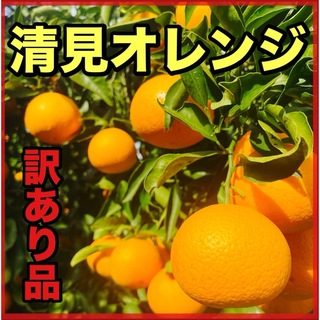 アリダミカン(有田みかん)の清見オレンジ　5キロ　傷あり　サイズ混合(フルーツ)