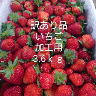 いちご　訳あり　加工用　3.6ｋｇ(フルーツ)