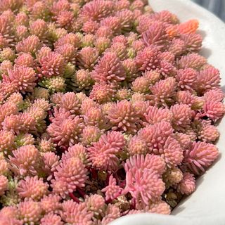 多肉植物　斑入りパリダム　カット苗　30カット(その他)