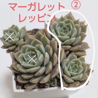 多肉植物　マーガレットレッピン②　カット苗(その他)