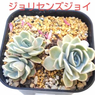 多肉植物　ジョリセンズジョイ②　抜き苗(その他)