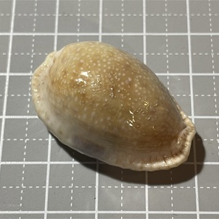 コモンダカラ　貝殻標本(置物)