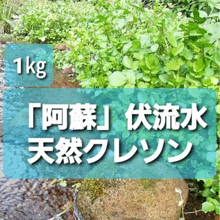 【阿蘇】天然クレソン1キロ(野菜)