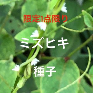 【限定1点限り】ミズヒキ 白花 種子 ＊ 水引 山野草(その他)