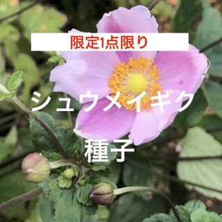 【限定1点限り】シュウメイギク ピンク 種子 ＊ 山野草 秋明菊(その他)