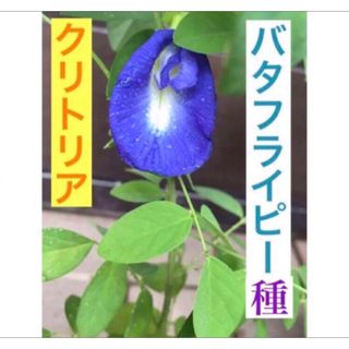 これだけお得❗️クリトリア(バタフライピー)種30個(その他)