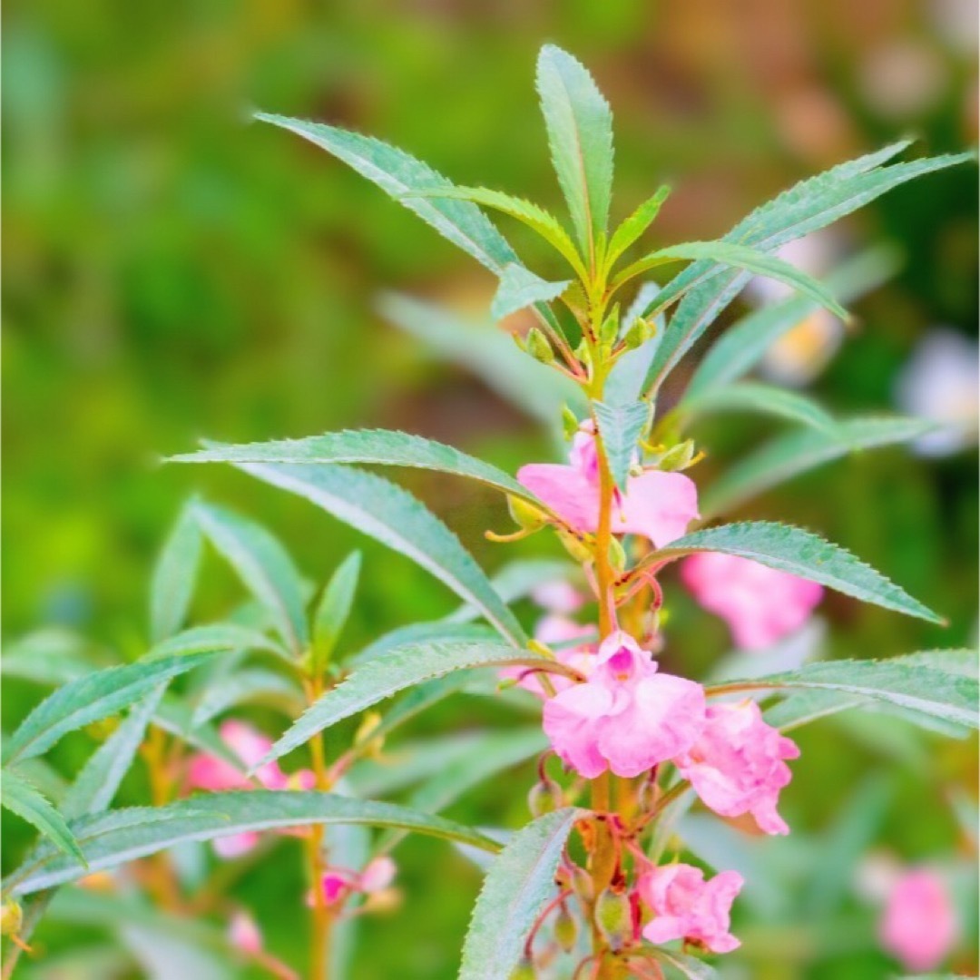 【花の種】ホウセンカ☆八重椿咲き 混色種子 約50粒！ ハンドメイドのフラワー/ガーデン(プランター)の商品写真