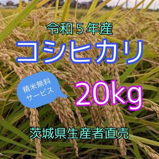 令和５年産　コシヒカリ　20kg　１等米　生産者直売　☆精米無料・送料無料☆(米/穀物)