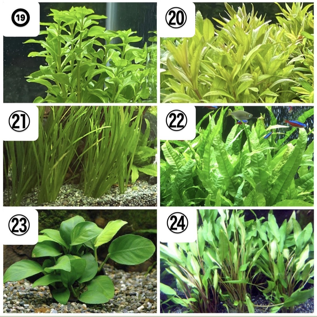 水草セット　人気の水草5本+予備　お好きな水草選ぶこともできます その他のペット用品(アクアリウム)の商品写真