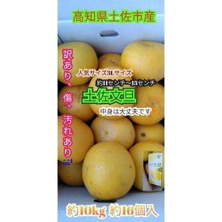 ◎高知県土佐市産  土佐文旦 10kg 送料込み  3Lサイズ   大人気(フルーツ)