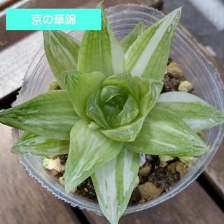 多肉植物　　京の華錦（ハオルチア）(その他)