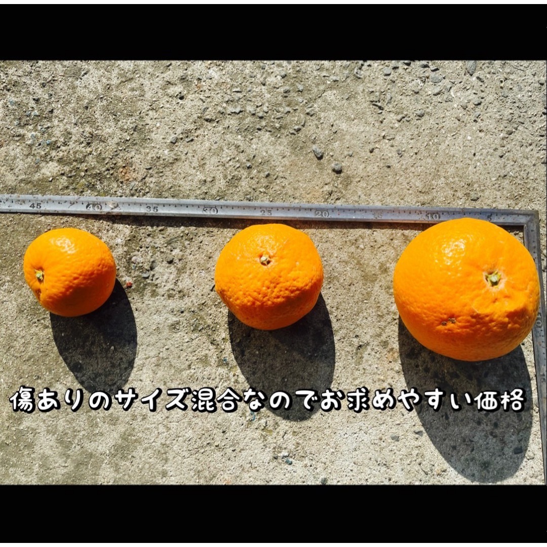 有田みかん(アリダミカン)の清見オレンジ　2キロ　傷あり　サイズ混合 食品/飲料/酒の食品(フルーツ)の商品写真