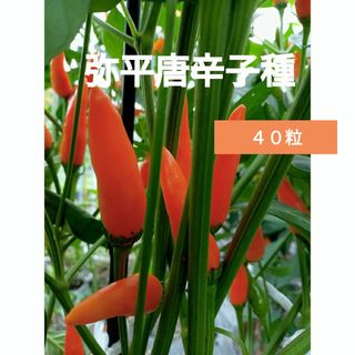 激辛唐辛子種　弥平唐辛子種(野菜)