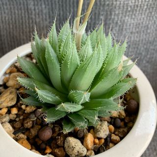 多肉植物　ハオルチア　ガメラ　花芽あり　抜き苗(その他)