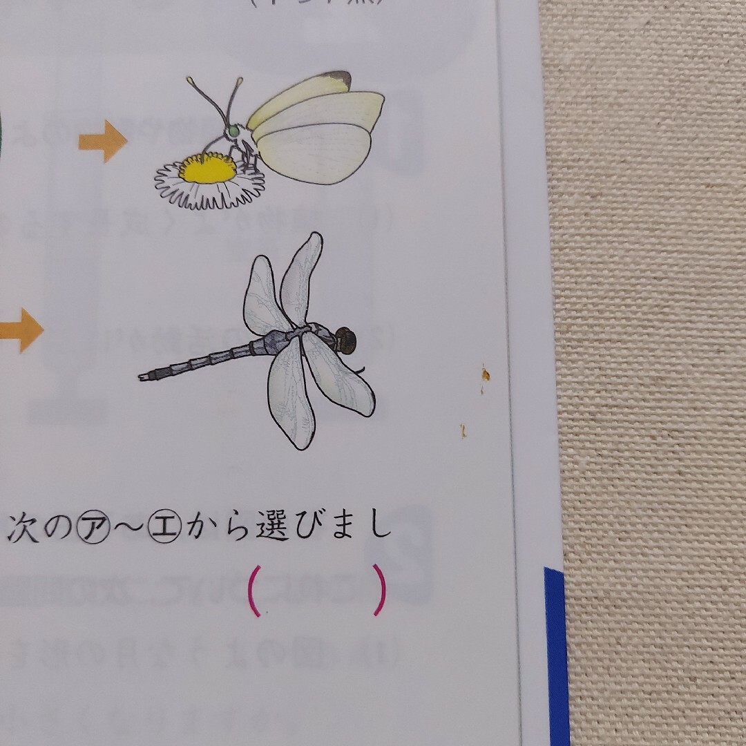 【2冊セット】小5 ぐーんと強くなる(理科・社会) エンタメ/ホビーの本(語学/参考書)の商品写真