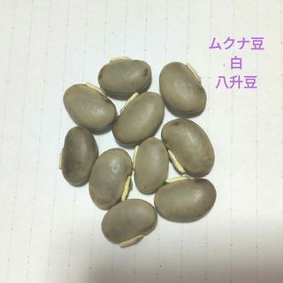 ムクナ豆(八升豆)白 10粒(その他)