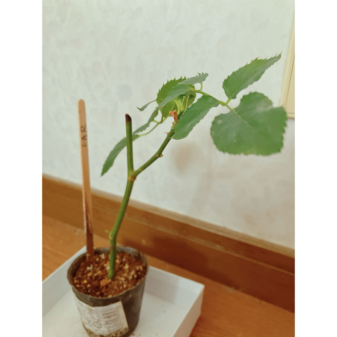 ★人気茶薔薇　ラブ◯挿し木苗★薔薇苗★四季咲き★強健★バラ★薔薇★フロリバンダ ハンドメイドのフラワー/ガーデン(プランター)の商品写真