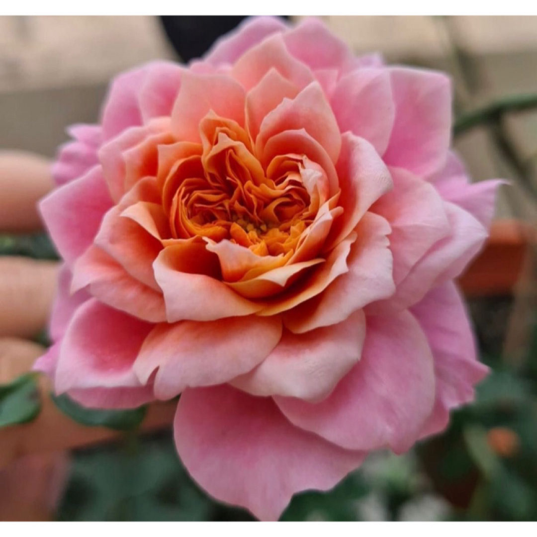 Mi 和バラ　薔薇苗　切花品種　薔薇苗　薔薇　挿木苗　バラ　バラ苗 ハンドメイドのフラワー/ガーデン(その他)の商品写真