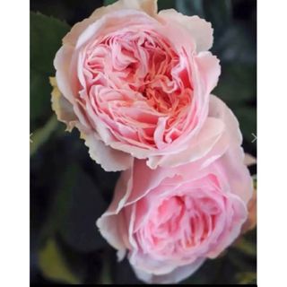 和バラ　せん◯◯ 薔薇苗　切花品種　薔薇苗　薔薇　挿木苗　バラ　バラ苗(その他)