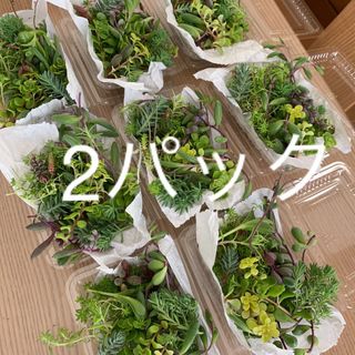 多肉植物　カット苗　2パック 希望あれば育て方送ります　セダム  セット(その他)