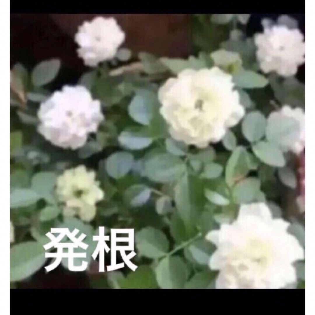 B(ᵔᴥᵔ)ミニバラ♡発根♡ホワイトガーデン♡かわいいお庭♡育てやすい♡初心者 ハンドメイドのフラワー/ガーデン(その他)の商品写真