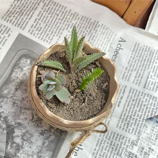 アロマティカス　子宝草　胡蝶の舞　3本セット　多肉植物　初心者向き　寄せ植え(その他)