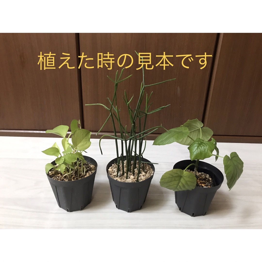 アウトレット5本　アロマティカス　多肉植物　観葉植物 ハンドメイドのフラワー/ガーデン(プランター)の商品写真