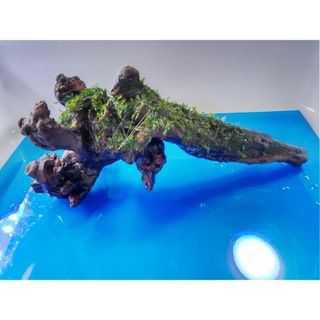 【専用出品】南米ウィローモス　水草付き流木　おまけ付き(アクアリウム)