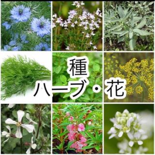 選べる！ハーブと花の種 5種(その他)