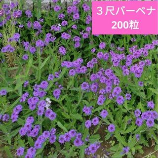 三尺バーベナ種200粒（耐寒性多年草(その他)