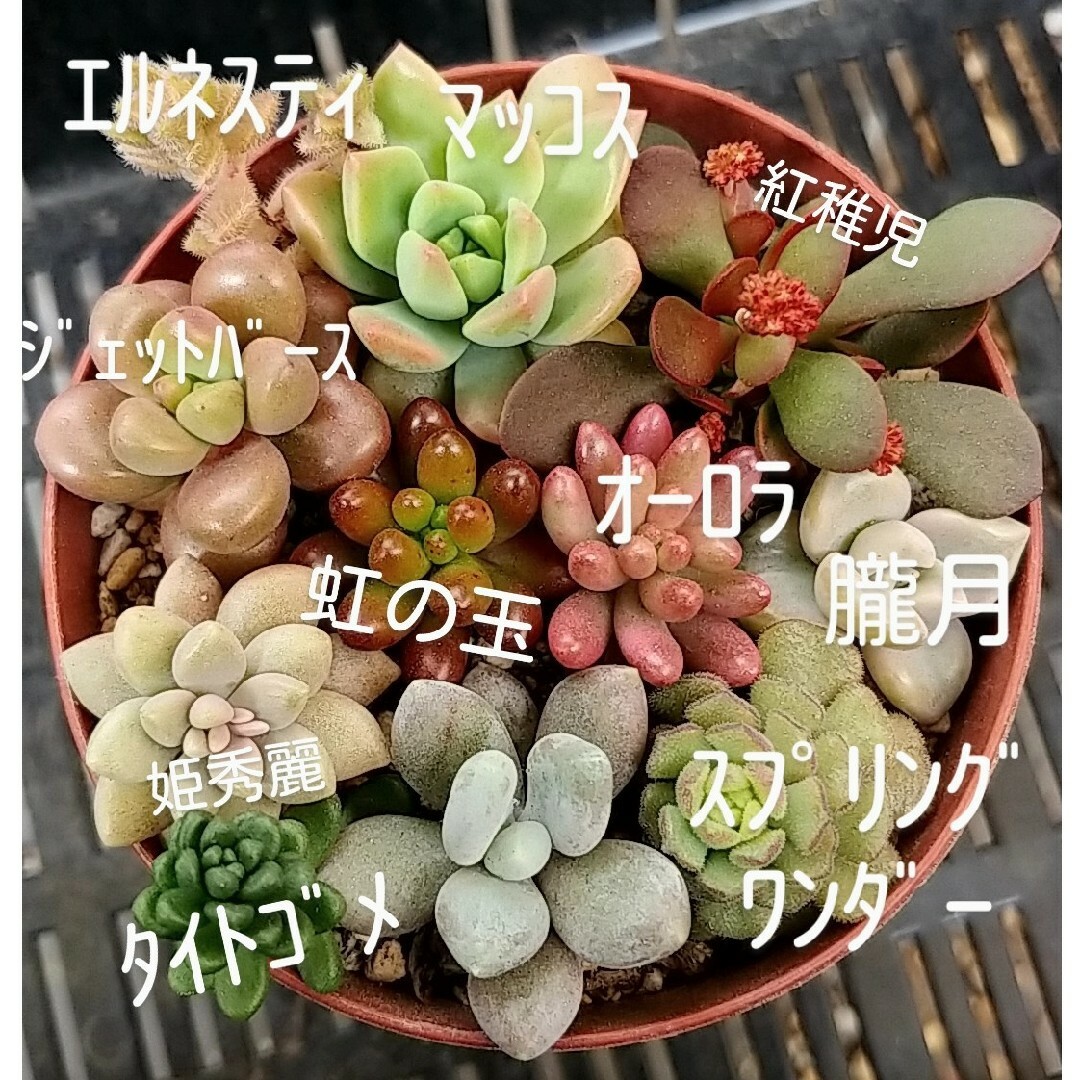 おまかせ多肉植物カット苗① ハンドメイドのフラワー/ガーデン(その他)の商品写真