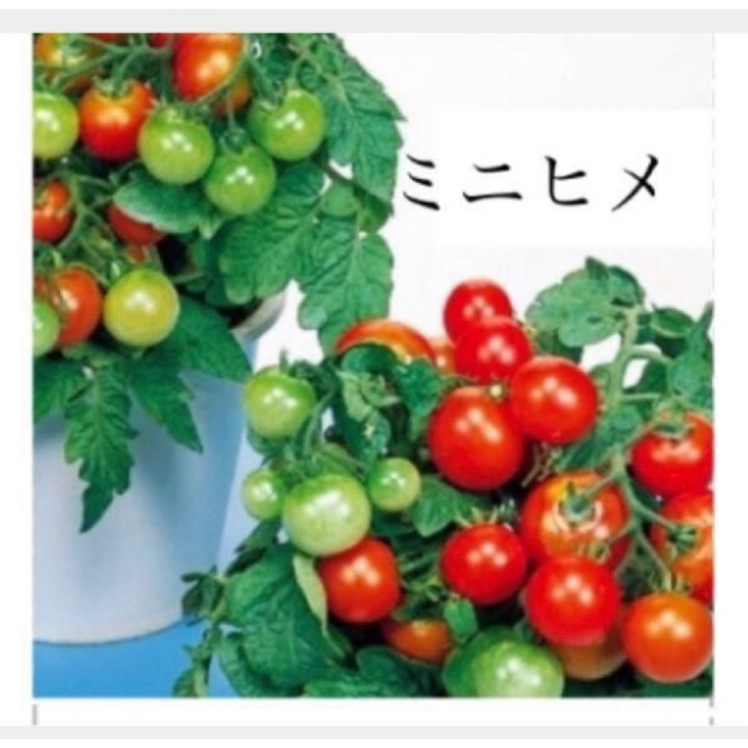 野菜の種　ミニトマト　ミニヒメ 食品/飲料/酒の食品(野菜)の商品写真