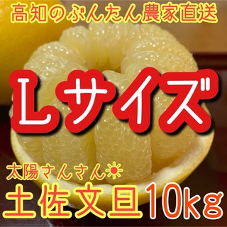 土佐文旦　ぶんたん　柑橘　10㎏　Lサイズ(フルーツ)