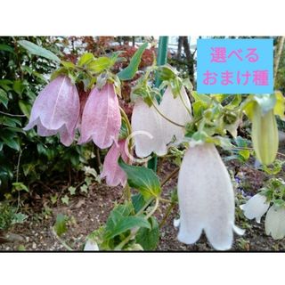 白花ホタルブクロ種（多年草）50粒＋選べるおまけ種(その他)