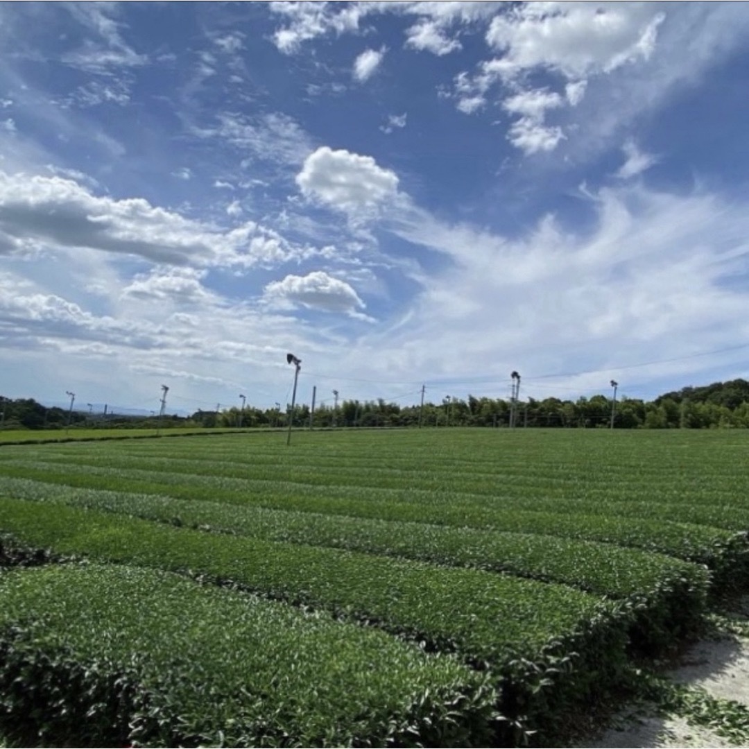 【即日発送】八女茶 ほうじ茶 上級焙じ茶 お茶 緑茶 茶葉 高級煎茶【匿名配送】 食品/飲料/酒の飲料(茶)の商品写真