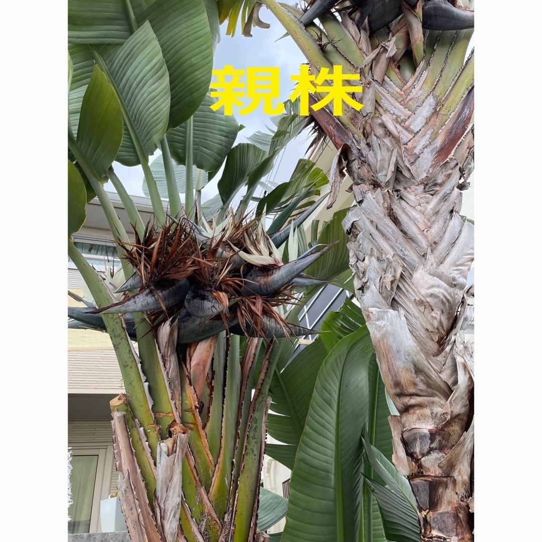 ストレリチア　オーガスタニコライ　種子10粒 ハンドメイドのフラワー/ガーデン(その他)の商品写真
