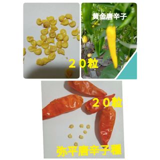 2種類の激辛唐辛子種(野菜)