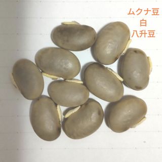 ムクナ豆(八升豆)白10粒(その他)