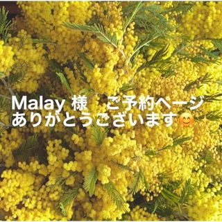 ⭐︎⭐︎Malay 様　ミモザご予約ページ(ドライフラワー)