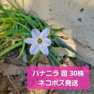 ハナニラ 苗 30株(プランター)